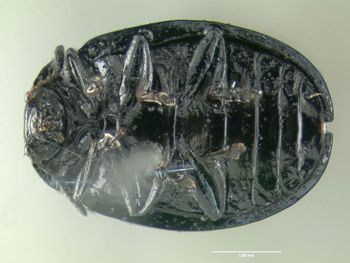 Media type: image;   Entomology 613143 Aspect: habitus ventral view
